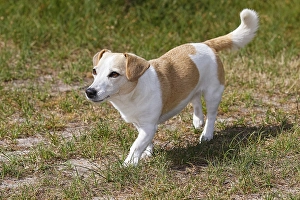 Dog, Jack Russell Terrier, Dog breed