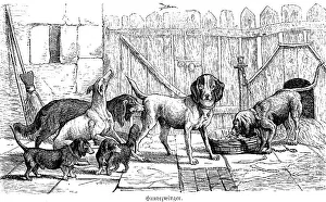 Dog kennel, different dog breeds