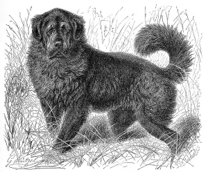 Dog, Do Khyi, also Tibetan Dogue or Tibetan Mastiff