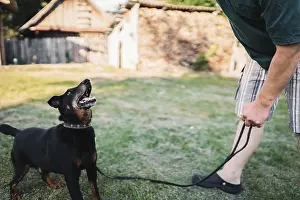 Framed Print : Dog on a leash looking playfully at its owner on grass Framed Print : Dog on a leash looking playfully at its owner on grass