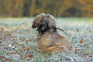 Dog, Lhasa Apso