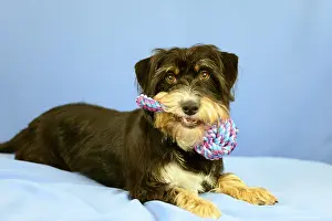 Framed Print : A dog lies on a blue background and holds a colorful toy in its mouth