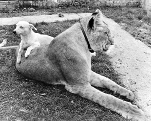 Dog and Lion cuddling, England, Great Britain