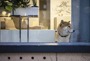 Dog looking curiously out of window