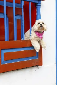 Dog looking out of the window, colourful Paisa-style houses