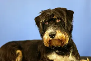 Framed Print : A dog looks expectantly at the camera in front of a blue wall Framed Print : A dog looks expectantly at the camera in front of a blue wall