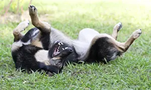 Dog lying on the grass