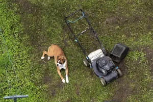 Dog lying next to lawnmower, Dinan