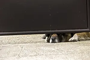 Framed Print : Dog lying under a partially open gate with its head peeking through Framed Print : Dog lying under a partially open gate with its head peeking through