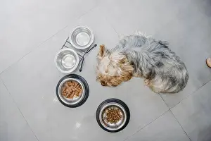A dog lying on a tile floor next to food bowls
