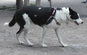 Dog mammal animal