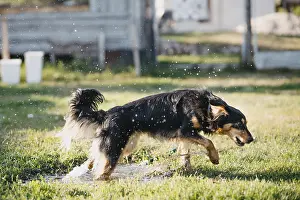 A dog moving energetically through grass with water droplets in motion