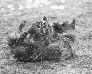 Dog with owl, England, Great Britain
