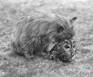 Dog with owl, England, Great Britain