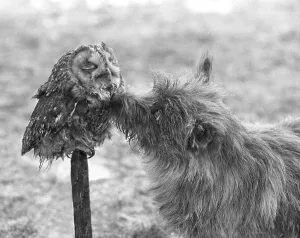 Dog with owl, England, Great Britain