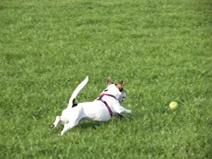 Dog playing with a yellow ball