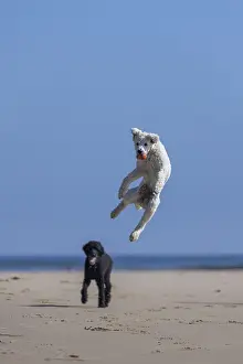 Dog, poodle, catches a ball in the air on the beach