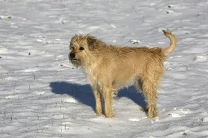 Dog portrait