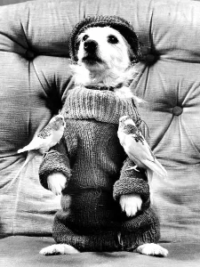 Dog posing in pullover with two budgies