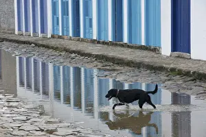 Dog, Puddle of Water, Paraty, Rio de Janeiro