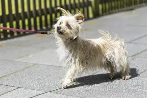 Dog pulls on the leash, promenade mix