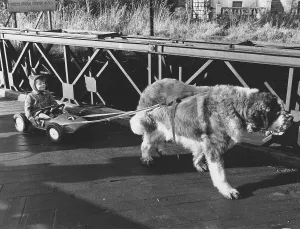 Dog pulls toy car with child, England