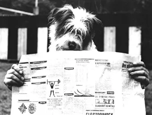 Dog reads newspaper ca. 1970s, exact place unknown