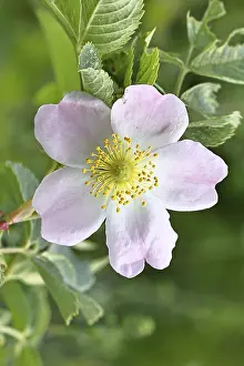 Dog rose (Rosa canina), dog rose