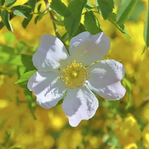 Dog rose (Rosa canina), wild rose