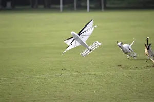 Dog running after flying aircraft model made by students of iit