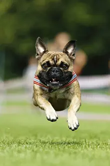 A dog running across a meadow, Baden-Wuerttemberg