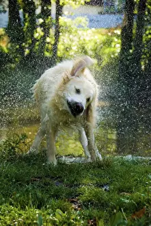 Framed Print : A dog shakes off water, sending droplets flying