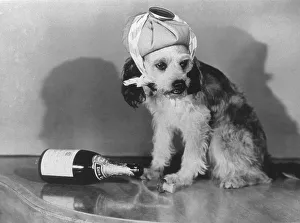 Dog sick with empty bottle of sparkling wine
