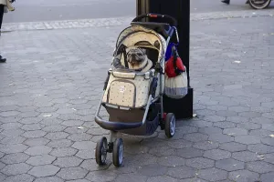 A dog sits in a pram on a paved pavement in the city