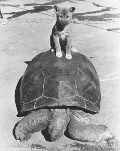 Dog sits on turtle, England, Great Britain