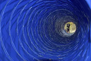 Dog sitting in front of an agility tunnel during dog agility training