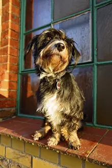Framed Print : A dog sitting in sunlight in front of a window