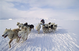 Category Scandinavia Prints: Dog sled, Kangia Fjord, Disko Bay
