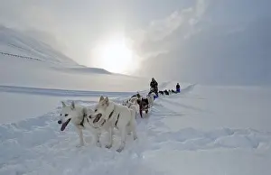 Dog sled team with Alaskan Huskies and passengers with snow flurries against a low winter sun