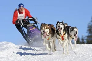 Dog-sled team, Unterjoch, Bavaria, Germany, Europe