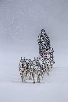 Dog sledding, sled dog driving
