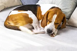 The dog sleeps on a couch. Beagle dog copy space background