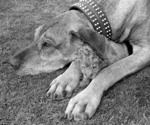Dog with small lion, England, Great Britain
