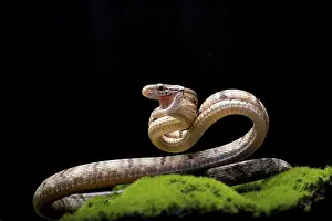 Dog-toothed Cat Snake in attack position
