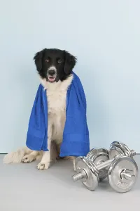 Dog with towel and dumbbells at the health club