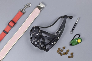 Dog training concept with tools like clicker
