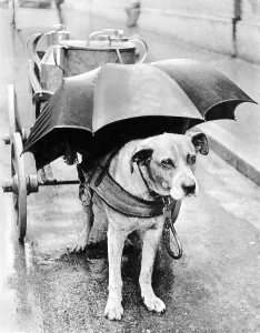 Dog with an umbrella above its head