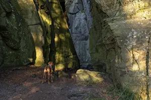 Dog, Vizsla at a narrow point in the sandstone