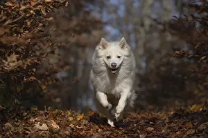 Dog walk in autumn-coloured forest
