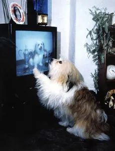 Dog watching TV, England, Great Britain